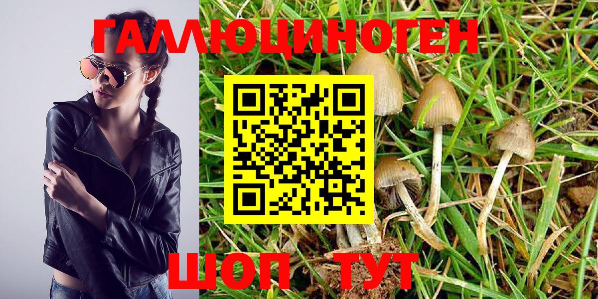 Галлюциногенные грибы Psilocybe Южноуральск